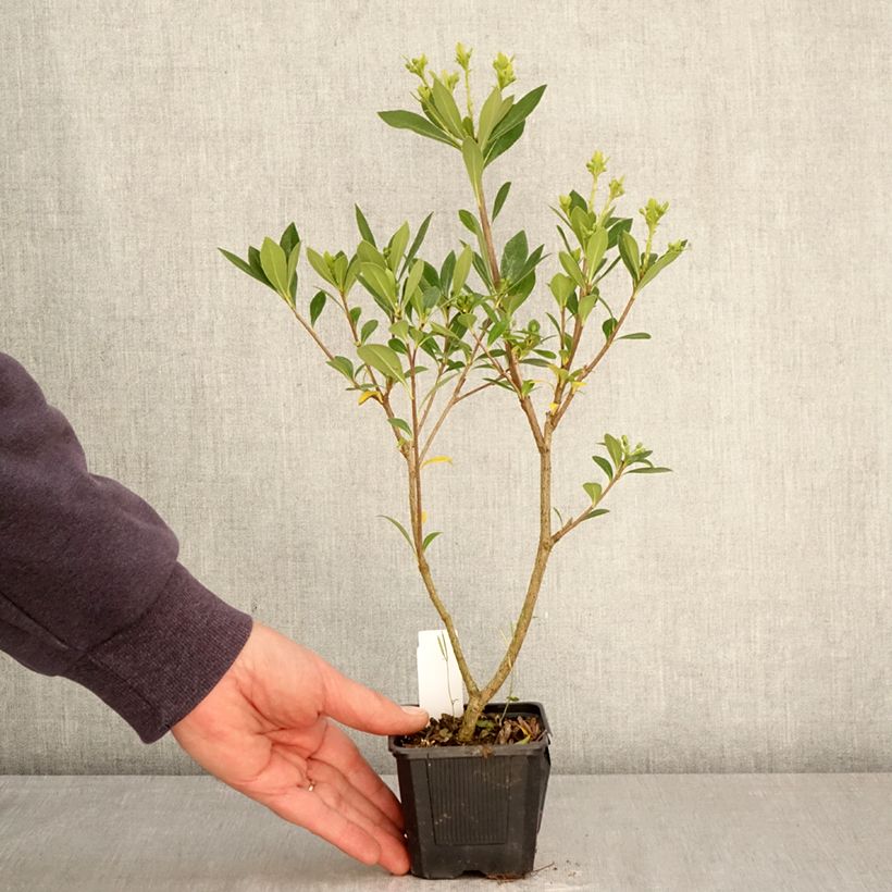 Amostra de Pitósporo heterophyllum Quissac Vaso de 8/9 cm tal como entregue na primavera