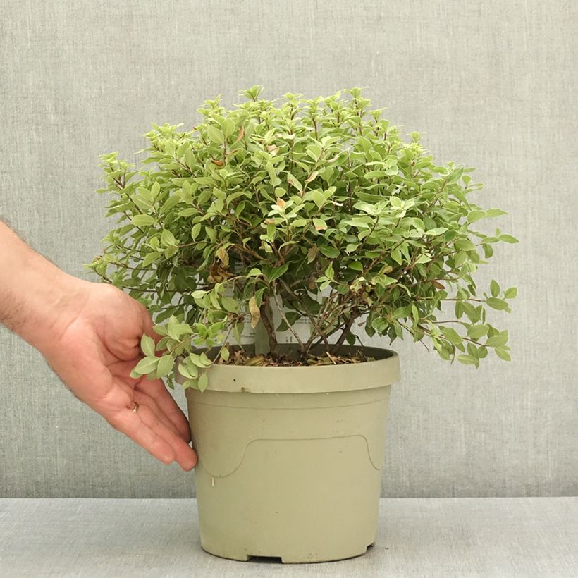 Amostra de Pitósporo negro Beach Ball - Pittosporum tenuifolium Vaso de 3 L/4 L tal como entregue no verão