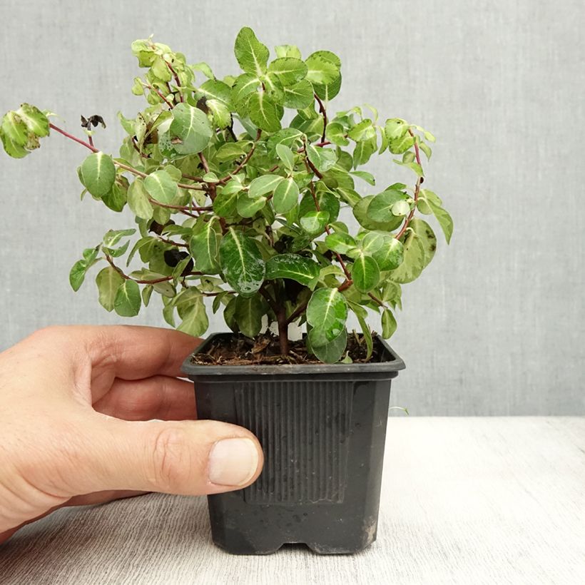 Amostra de Pitósporo negro Brin de Soleil Vaso de 8/9 cm tal como entregue no outono