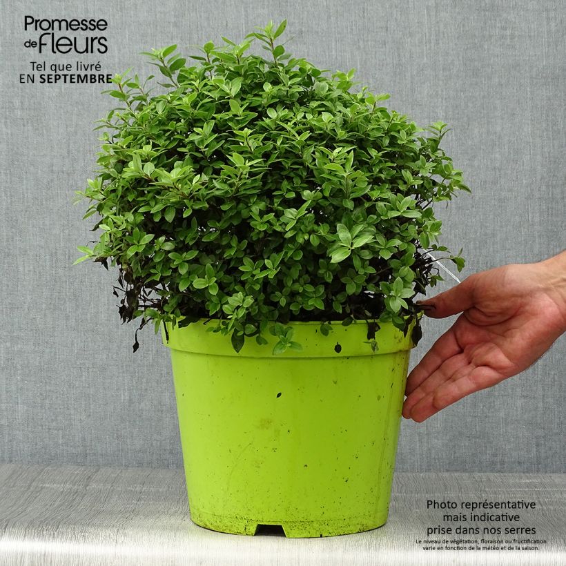 Amostra de Pittosporum tenuifolium Golf ball - Pittosporum à petites feuilles Pot de 7,5L/10L, Boule, Boule 30/40 tal como entregue no outono