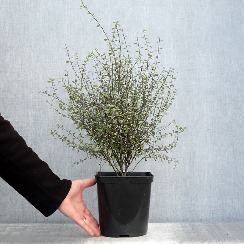 Amostra de Pitósporo negro Green Elf Vaso de 4 L/5 L tal como entregue no inverno