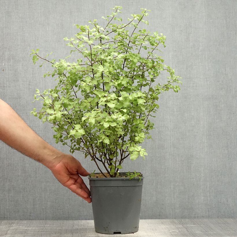 Amostra de Pitósporo negro Green Elf Vaso de 4 L/5 L tal como entregue na primavera