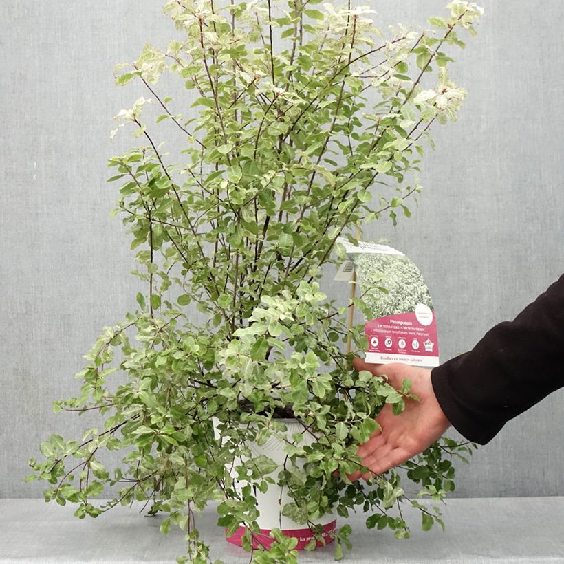 Amostra de Pitósporo negro Irene Patterson Vaso de 4 L/5 L tal como entregue na primavera