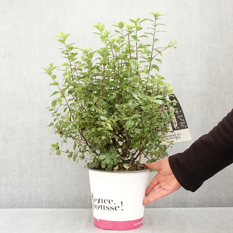 Amostra de Pittosporum tenuifolium Irish Luck - Pittospore à petites feuilles Vaso de 2 L/3 L tal como entregue no outono