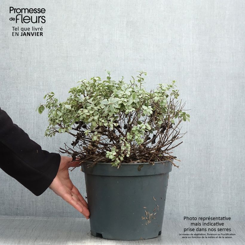 Amostra de Pittosporum tenuifolium Silver Ball Vaso de 7,5 L/10 L tal como entregue no inverno