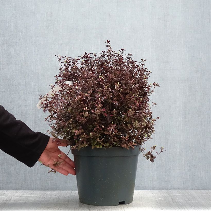 Amostra de Pitósporo negro Tom Thumb Vaso de 6 L/7 L tal como entregue na primavera