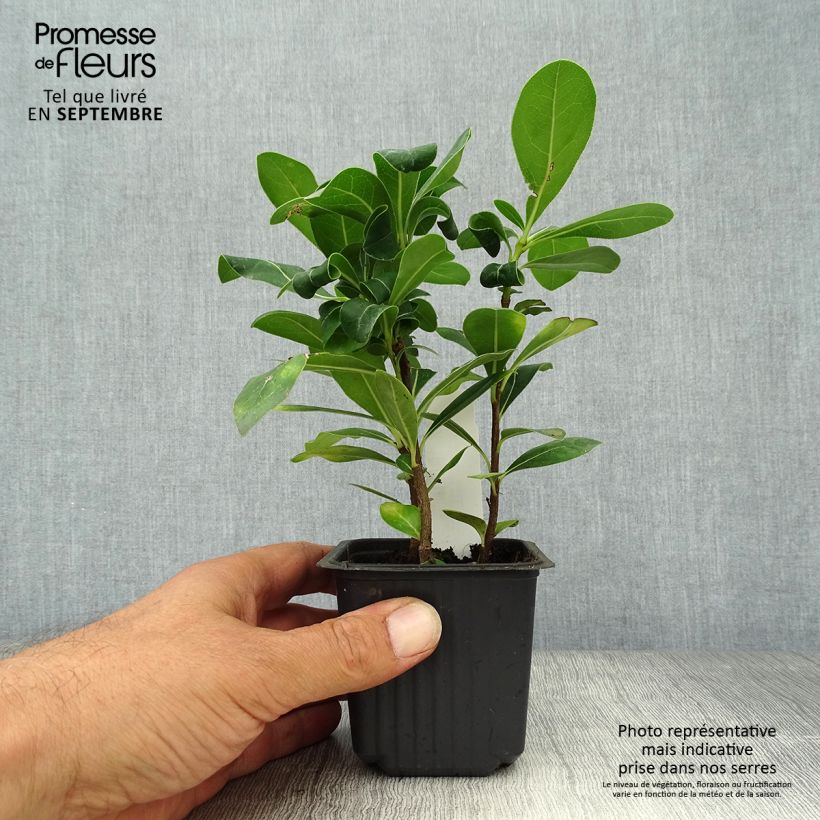 Amostra de Pitosporo-do-Japão - Pittosporum tobira Vaso de 8/9 cm tal como entregue no outono