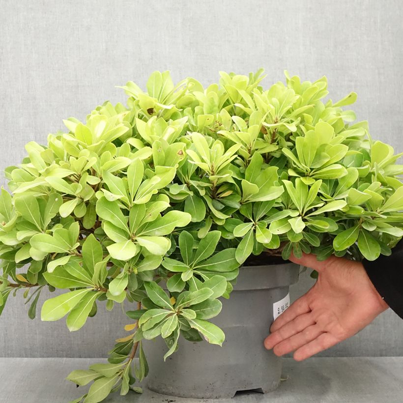 Amostra de Pitosporo-do-Japão Nanum Vaso de 7,5 L/10 L tal como entregue no verão