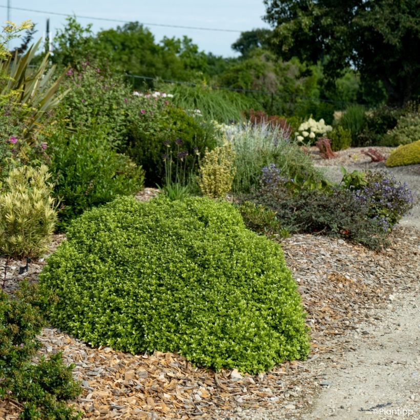 Pitósporo negro Beach Ball - Pittosporum tenuifolium (Hábito)