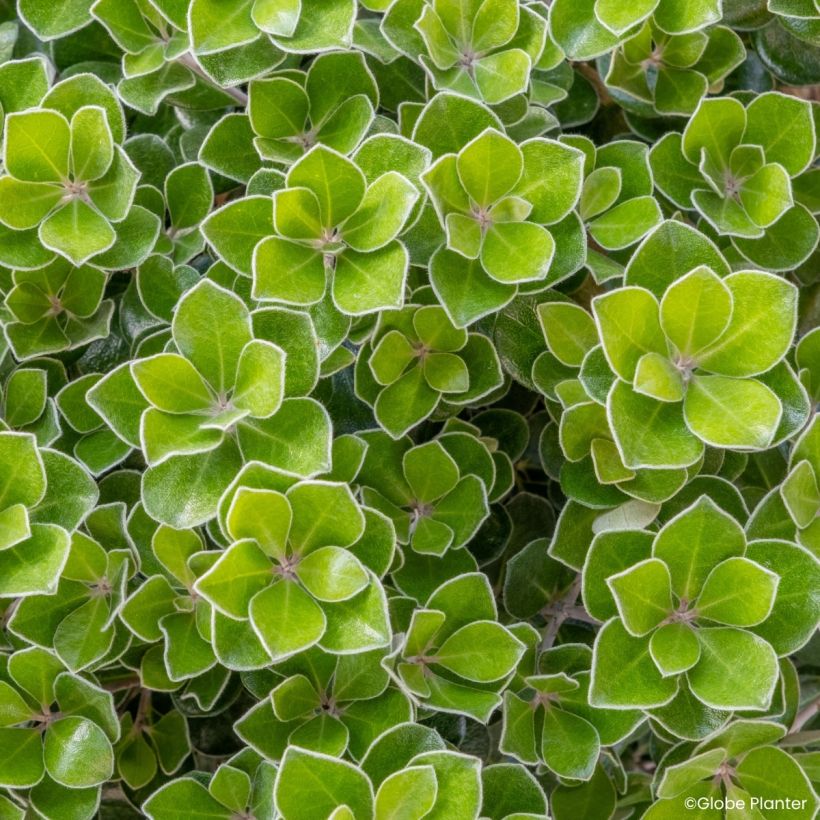 Pittosporum crassifolium Pot Belly (Folhagem)