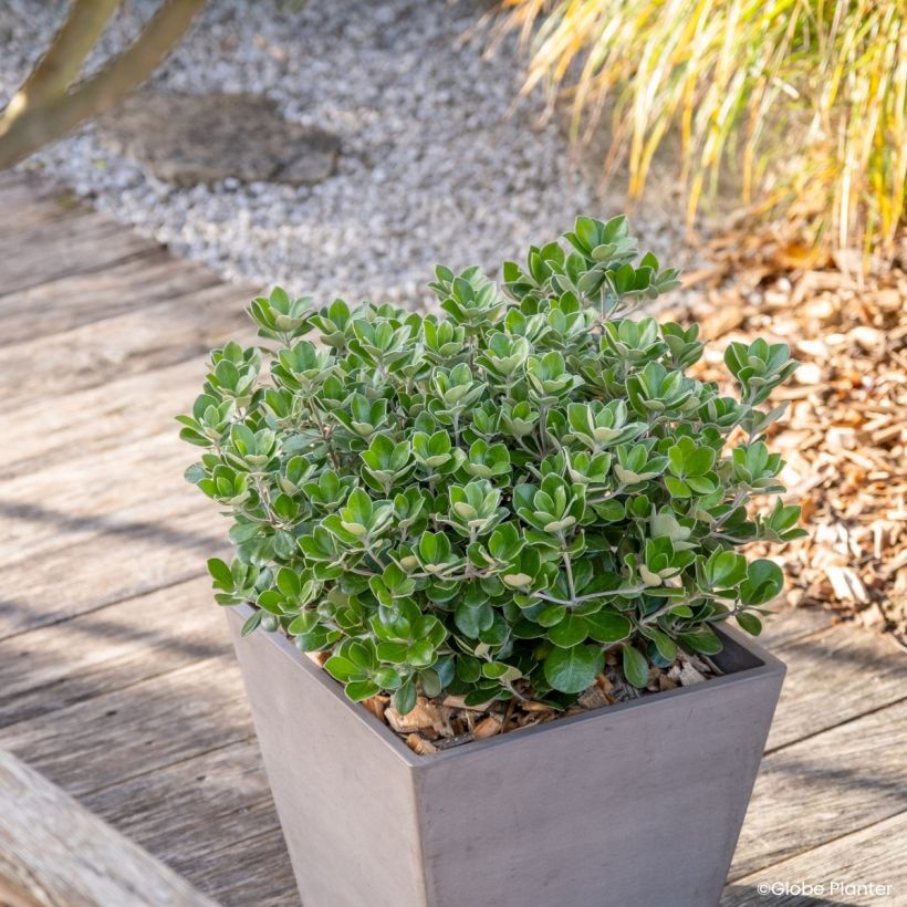 Pittosporum crassifolium Pot Belly (Hábito)