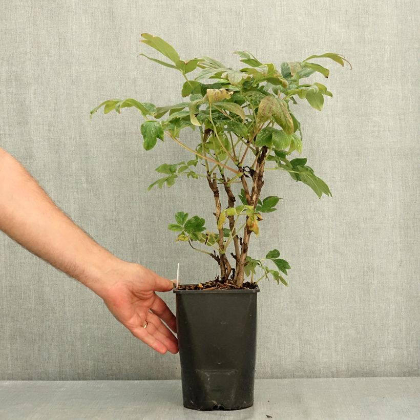Amostra de Peónia arbustiva Bai Yuan Hong Xia Vaso de 2 L/3 L tal como entregue no verão
