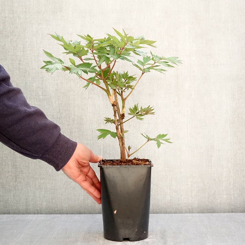 Amostra de Peónia arbustiva Bai Yuan Hong Xia Vaso de 2 L/3 L tal como entregue na primavera