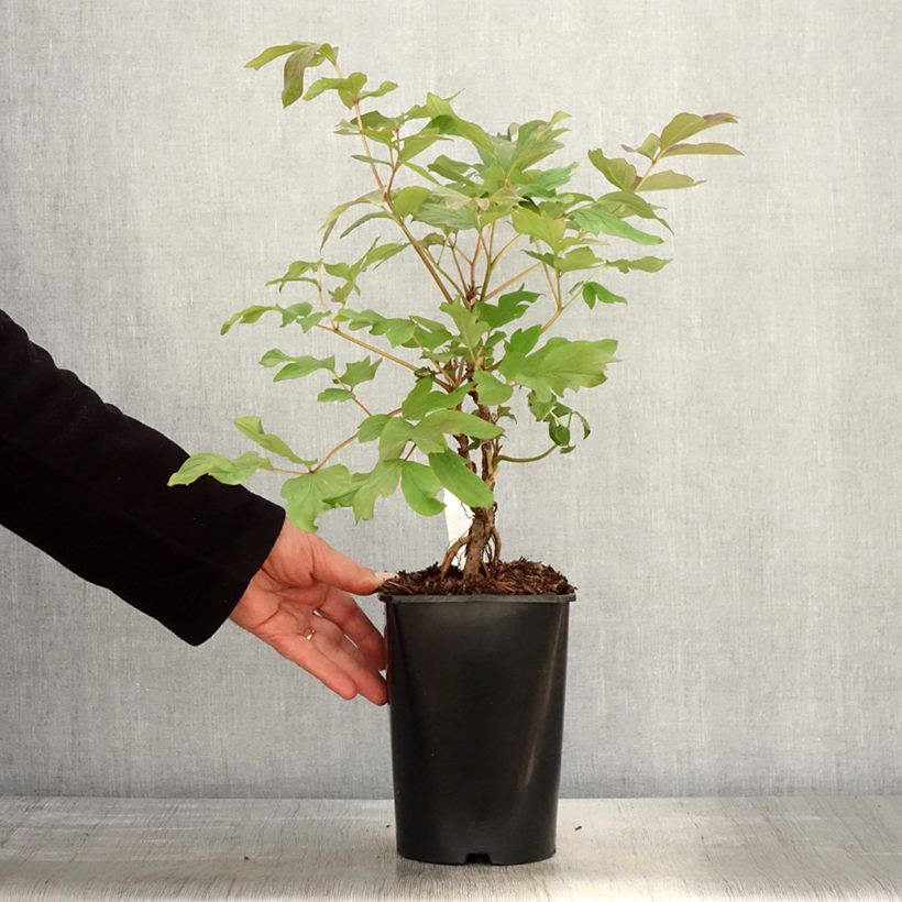 Amostra de Peónia arbustiva Juan Ye Hong Vaso de 2 L/3 L tal como entregue na primavera