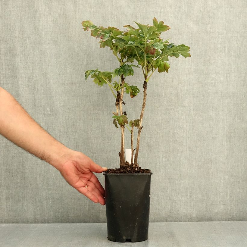 Amostra de Peónia arbustiva Lu He Hong Vaso de 2 L/3 L tal como entregue no verão