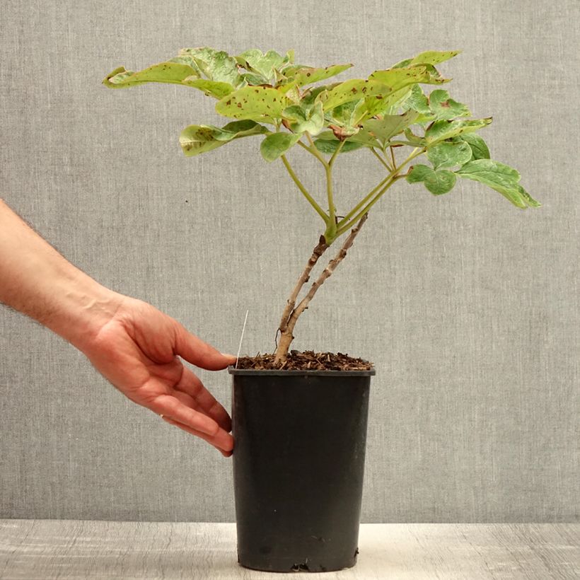 Amostra de Peónia arbustiva Xue Ta Vaso de 2 L/3 L tal como entregue na primavera