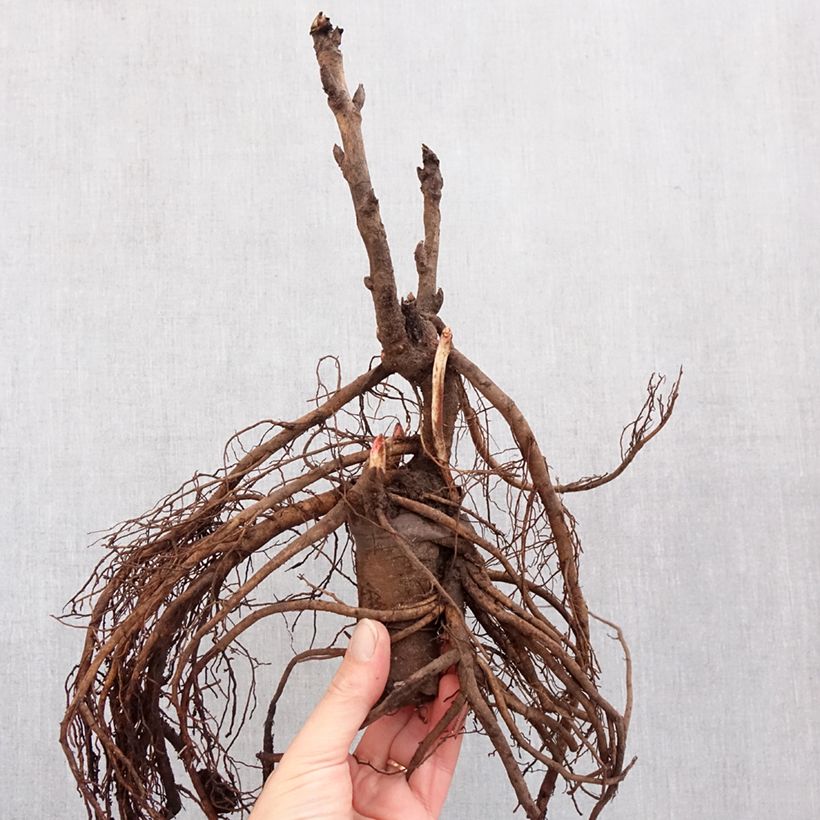 Amostra de Pivoine arbustive Camouflage (Dao Jin) - Paeonia suffruticosa Souche 3/5 yeux tal como entregue no inverno