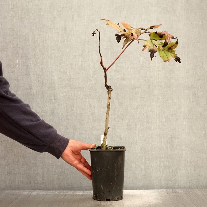 Amostra de Peónia arbustiva Jin Ge - Paeonia suffruticosa Vaso de 2 L/3 L tal como entregue no outono