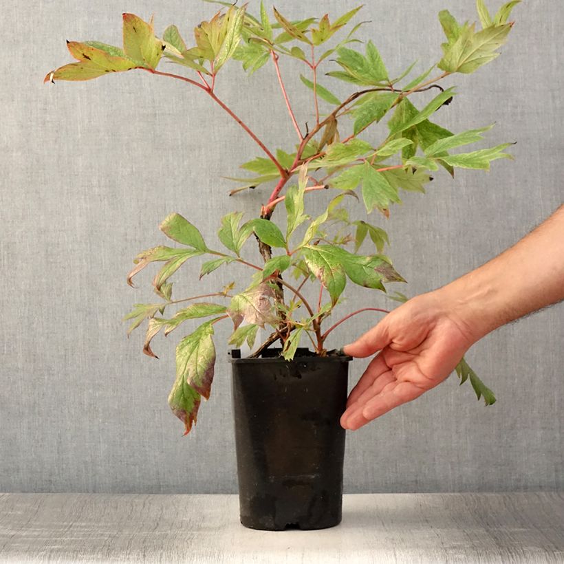 Amostra de Peónia arbustiva Jin Ge - Paeonia suffruticosa Vaso de 2 L/3 L tal como entregue no verão