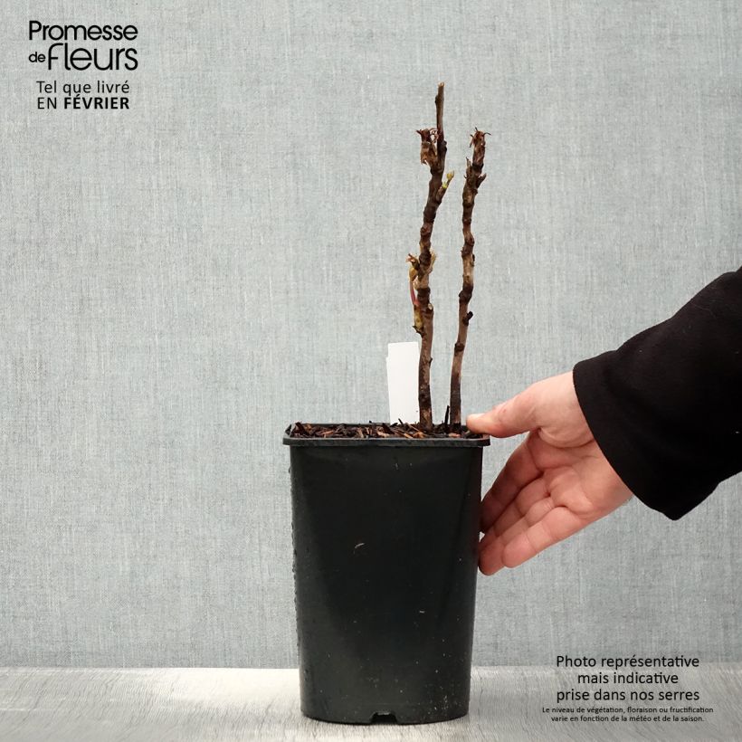 Amostra de Pivoine arbustive Lan Bao Shi (Blue Jewel, Blue Sapphire) - Paeonia suffruticosa Pot de 2L/3L tal como entregue no inverno