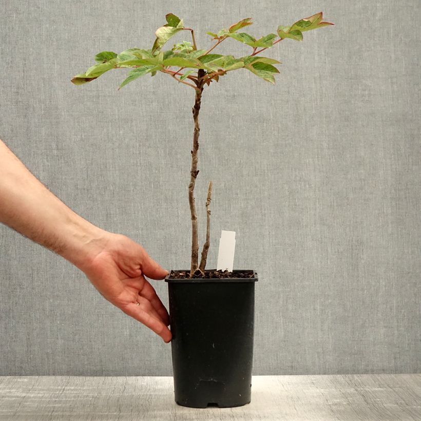 Amostra de Peónia arbustiva Lan Bao Shi Vaso de 2 L/3 L tal como entregue na primavera