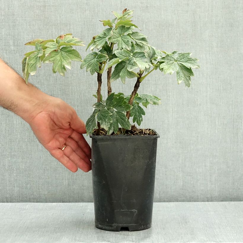 Amostra de Peónia arbustiva Luo Yang Hong Vaso de 2 L/3 L tal como entregue no verão