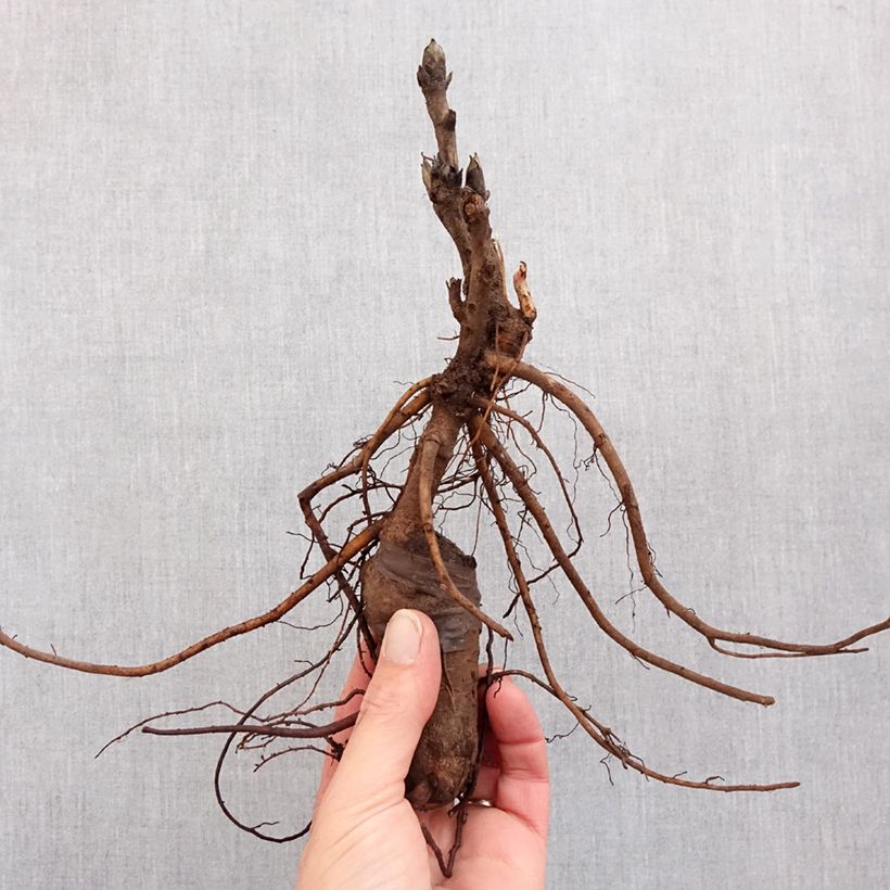 Amostra de Peónia arbustiva Luo Yang Hong Cepo 3/5 olhos tal como entregue no inverno