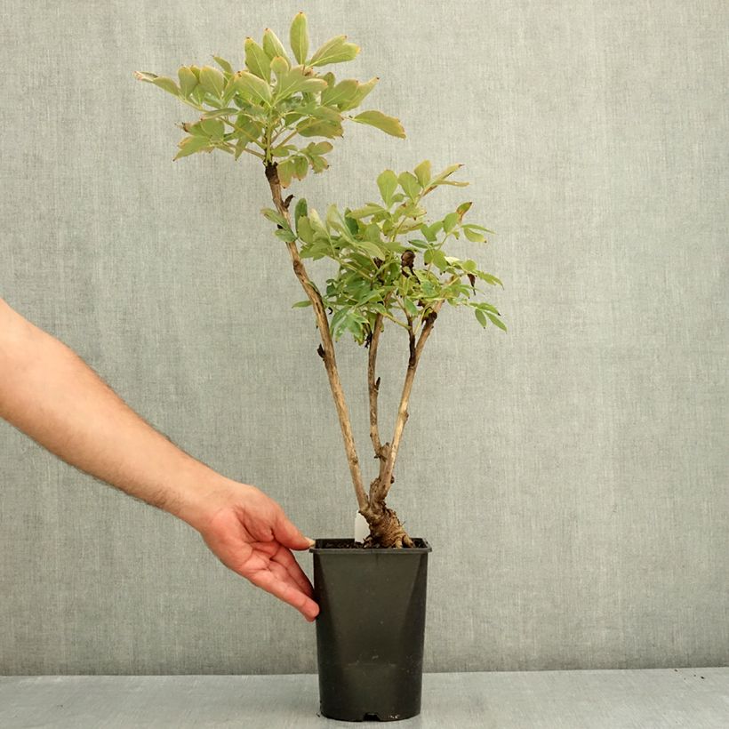 Amostra de Peónia arbustiva Xue Ta Vaso de 2 L/3 L tal como entregue no verão