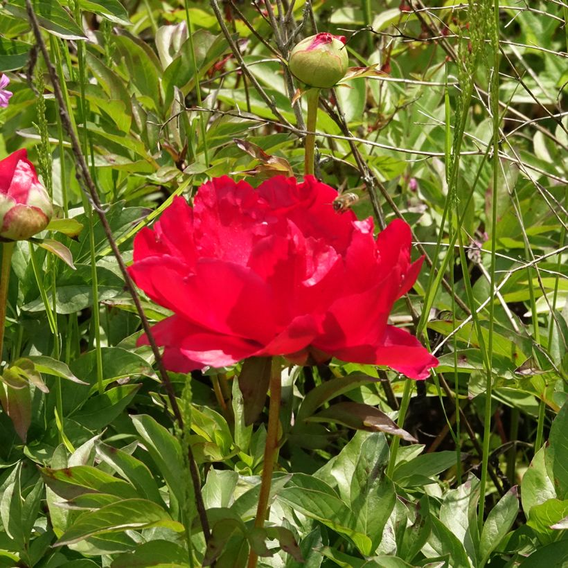 Paeonia Blaze (Floração)