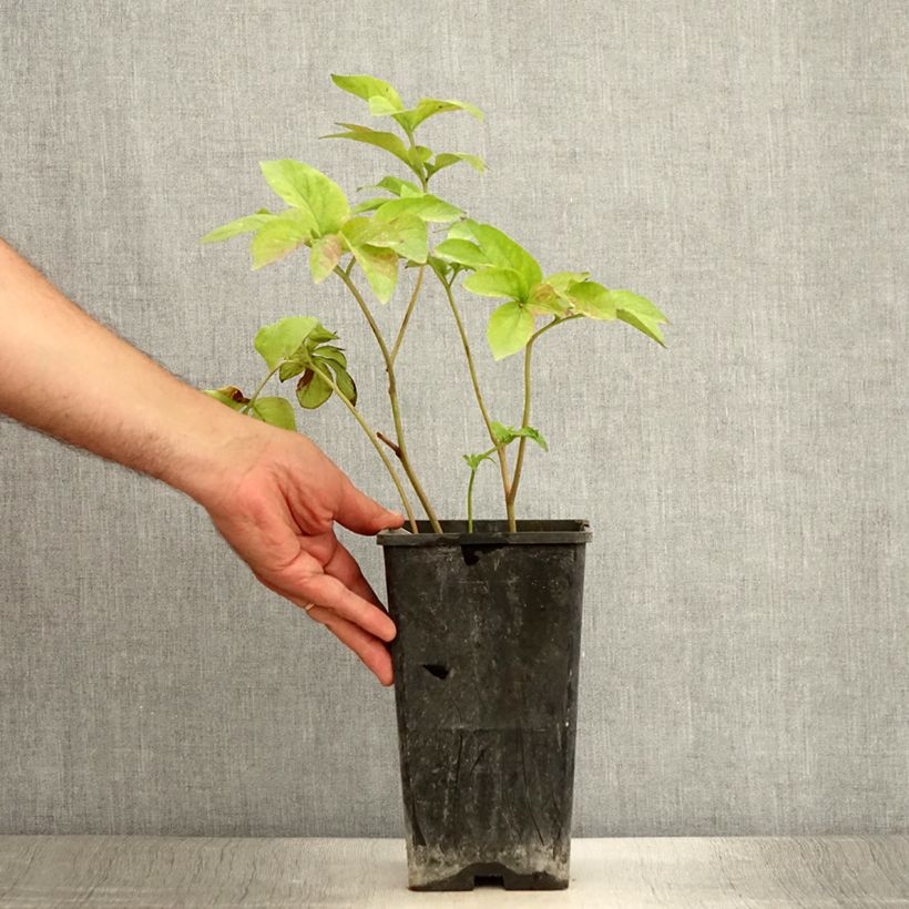Amostra de Paeonia Blaze Vaso de 3 L/4 L tal como entregue no verão