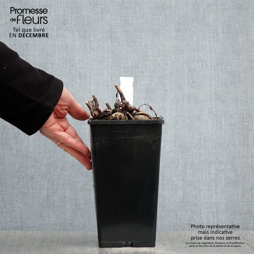 Amostra de Paeonia Blaze Vaso de 3 L/4 L tal como entregue no inverno