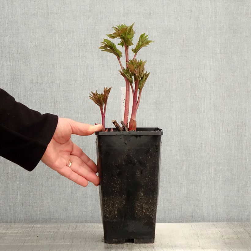 Amostra de Paeonia Blaze Vaso de 3 L/4 L tal como entregue na primavera