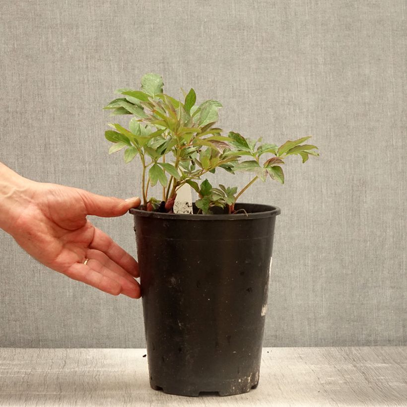 Amostra de Paeonia officinalis Mollis Vaso de 3 L/4 L tal como entregue na primavera