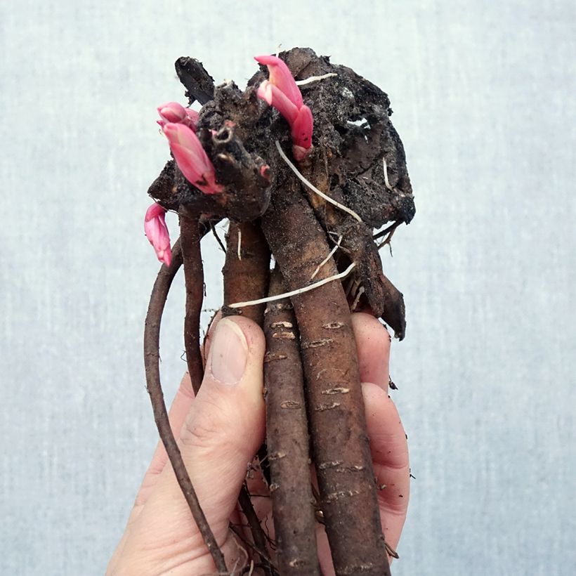 Amostra de Pivoine botanique - Paeonia tenuifolia Raízes nuas tal como entregue no inverno