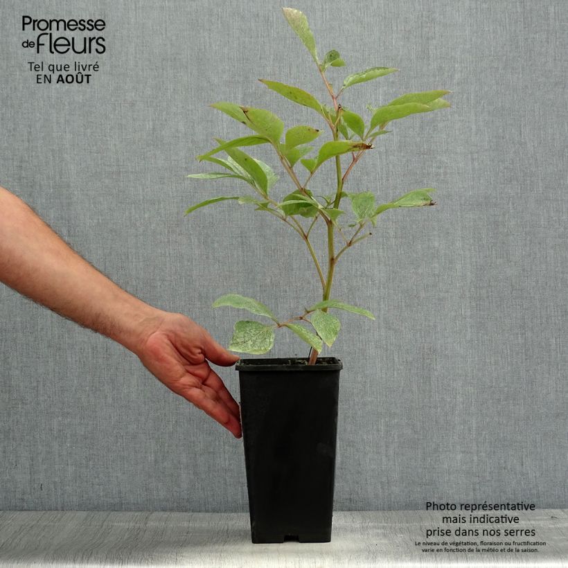 Amostra de Peónia chinesa Claire de Lune Vaso de 3 L/4 L tal como entregue no verão