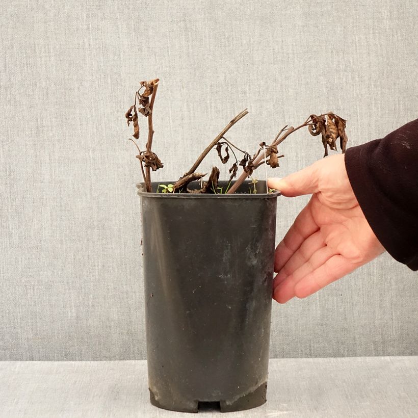 Amostra de Peónia chinesa Claire de Lune Vaso de 3 L/4 L tal como entregue no outono
