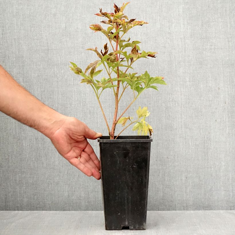 Amostra de Peónia chinesa Coral Sunset - Paeonia lactiflora Vaso de 3 L/4 L tal como entregue no outono