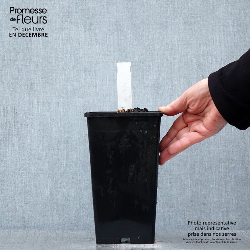 Amostra de Peónia chinesa Coral Sunset Vaso de 3 L/4 L tal como entregue no inverno