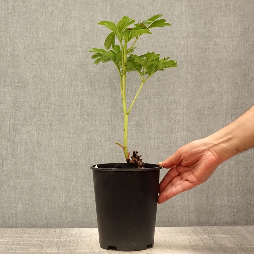 Amostra de Peónia chinesa Coral Sunset Vaso de 3 L/4 L tal como entregue na primavera