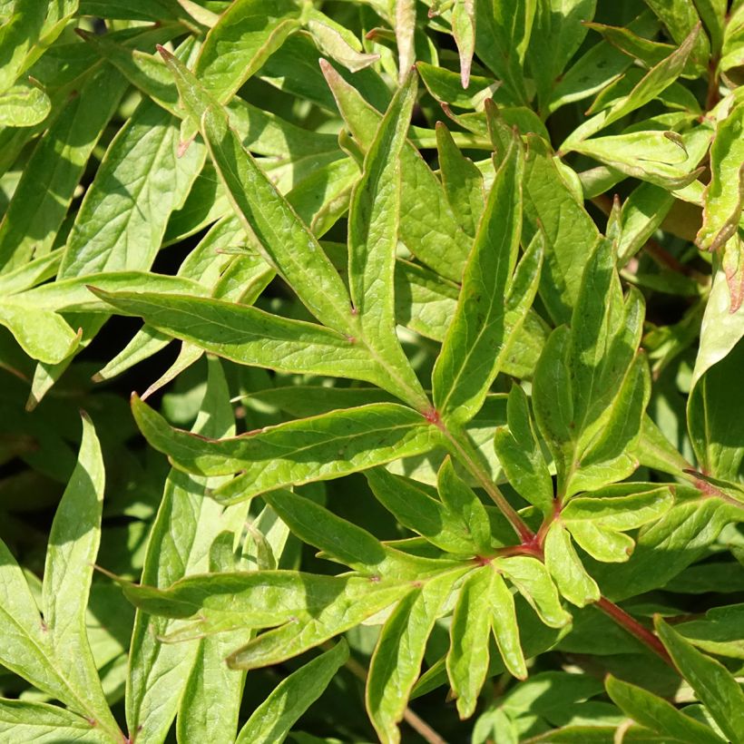 Paeonia emodi Late Windflower (Folhagem)