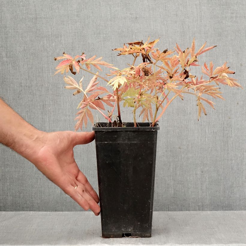 Amostra de Paeonia emodi Late Windflower Vaso de 3 L/4 L tal como entregue no outono