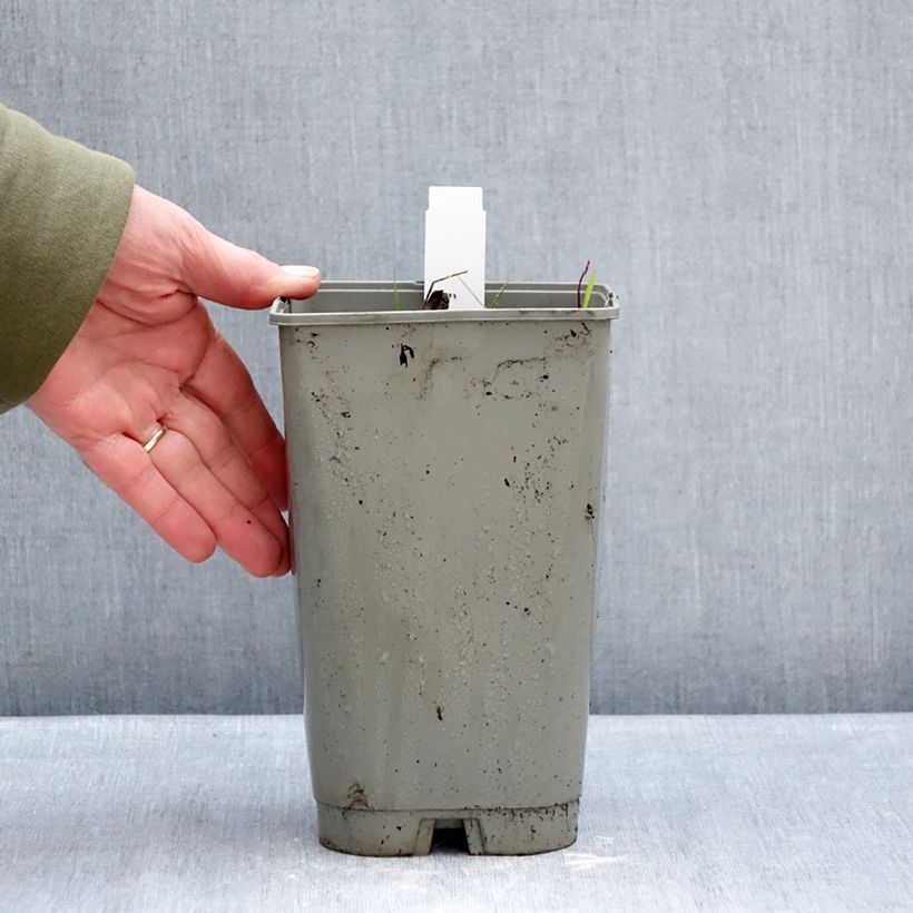 Amostra de Paeonia emodi Late Windflower Vaso de 3 L/4 L tal como entregue no inverno