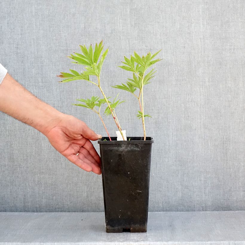 Amostra de Paeonia emodi Late Windflower Vaso de 3 L/4 L tal como entregue na primavera