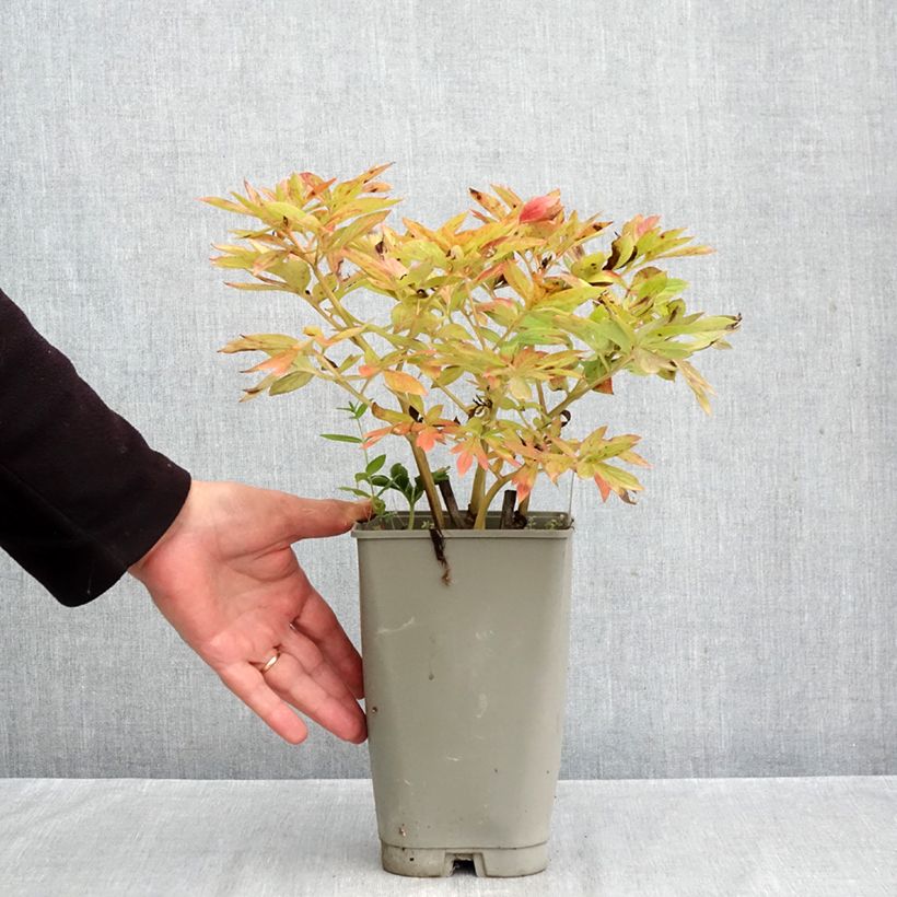 Amostra de Paeonia Flame Vaso de 3 L/4 L tal como entregue no outono