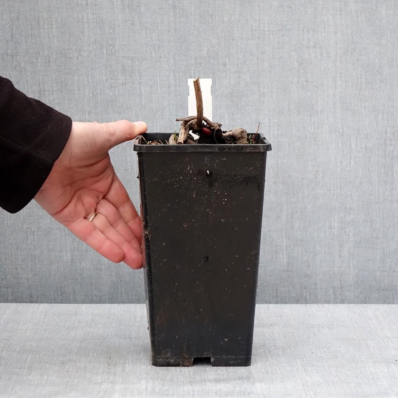 Amostra de Pivoine Flame Vaso de 3 L/4 L tal como entregue no inverno