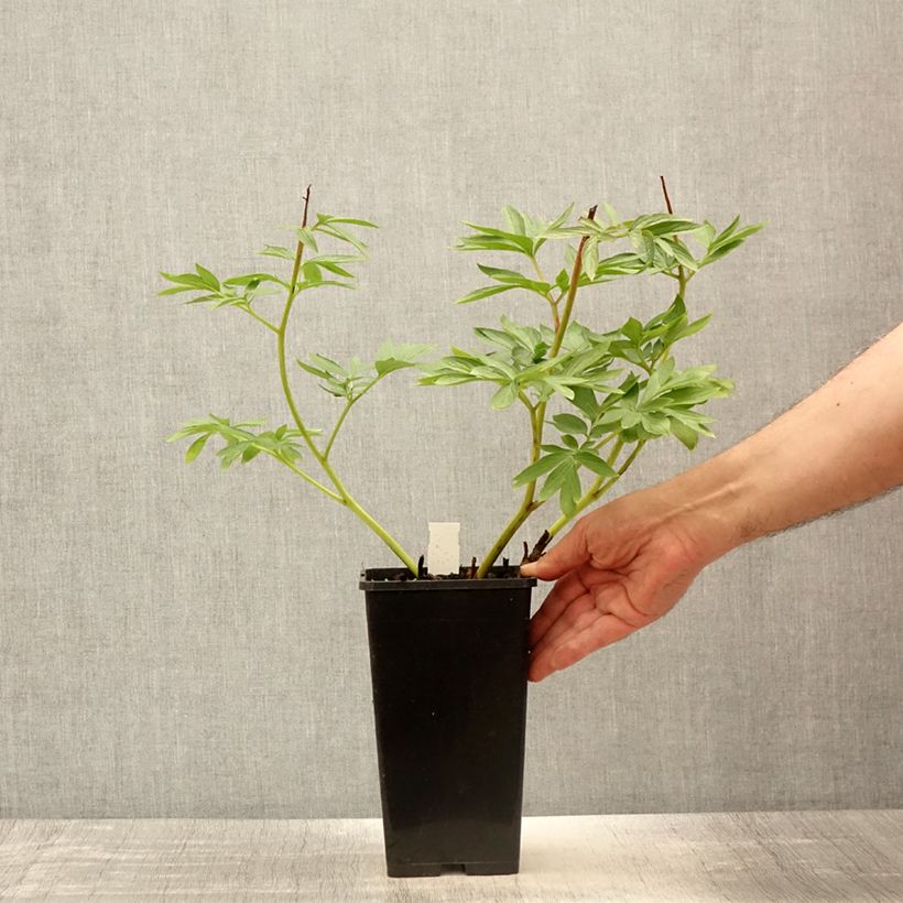 Amostra de Paeonia Flame Vaso de 3 L/4 L tal como entregue na primavera