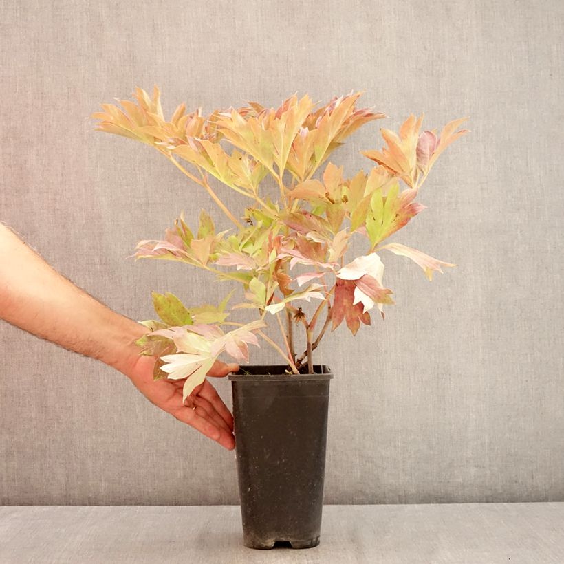 Amostra de Paeonia Itoh Bartzella Vaso de 3 L/4 L tal como entregue no verão