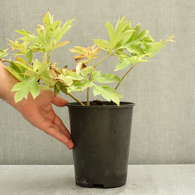 Amostra de Paeonia Itoh Bartzella Vaso de 7,5 L/10 L tal como entregue no verão