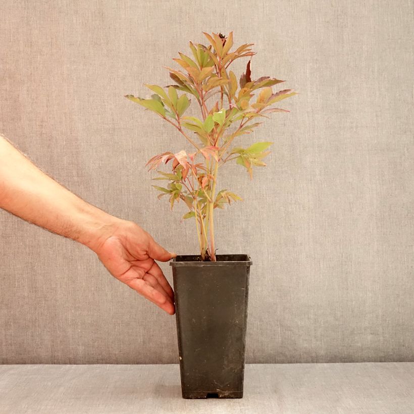 Amostra de Paeonia Itoh Callies Memory Vaso de 3 L/4 L tal como entregue no verão