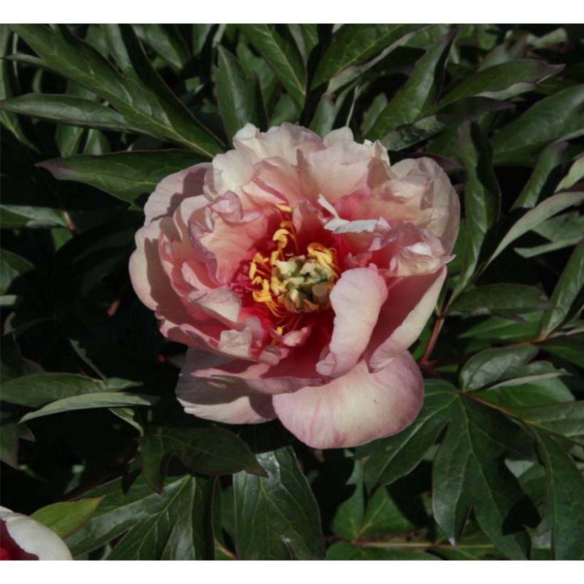 Paeonia Itoh Canary Brillant (Floração)